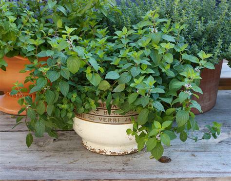 How to Grow and Care for Mint in the Home Garden