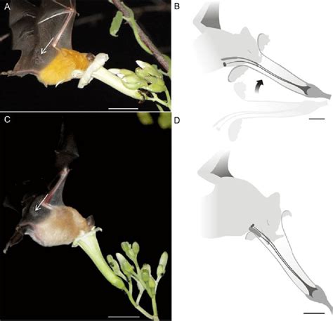 Image result for Bat Pollination