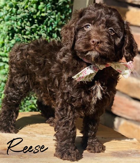 Image result for Chocolate Cockapoo