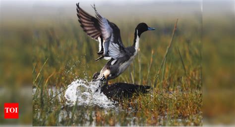 Govt has launched national plan for conservation of migratory birds ...