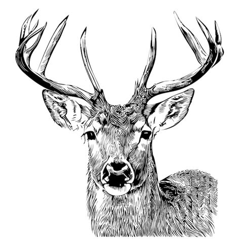 Dessin de visage de cerf dessiné à la main dans une illustration de ...