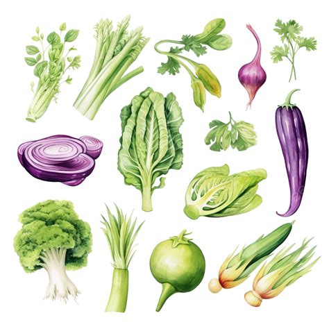Watercolor Cantonese Vegetable Clip Art, Cantonese, Watercolor, Hand ...