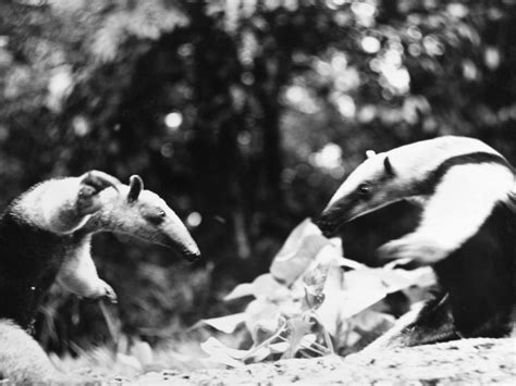 Amazon Anteater Na Pair of Male Tamandua Or Lesser Anteaters Prepare ...