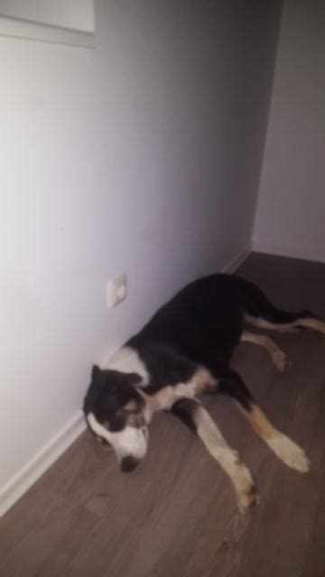 Tiere Kleinanzeigen | Tiere Anzeigenmarkt | Tiere Marktplatz | Tiere ...