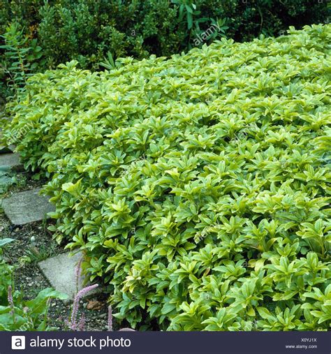 Pachysandra Stock Photos & Pachysandra Stock Images - Alamy