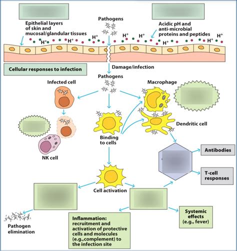Image result for Innate Immunity Complement