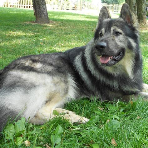 American Alsatian Breed Guide - Learn about the American Alsatian.