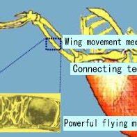 Flight Structures in Insects 的图像结果