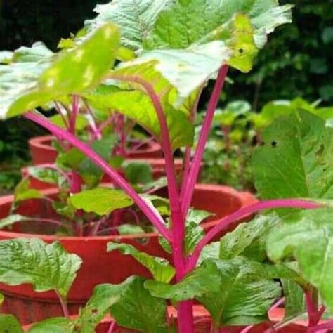 Buy Amaranthus Pink Beauty Sundari Cheera Seeds – Beautiful Pink Stems ...