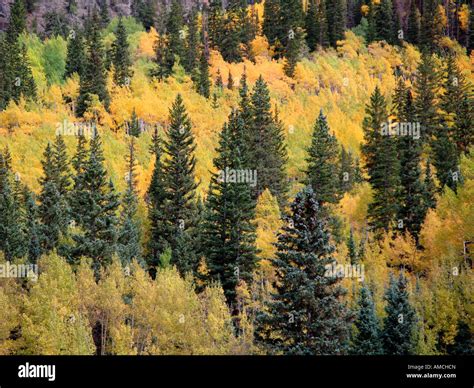Fall Foliage (Aspens) Colorado, USA Stock Photo - Alamy