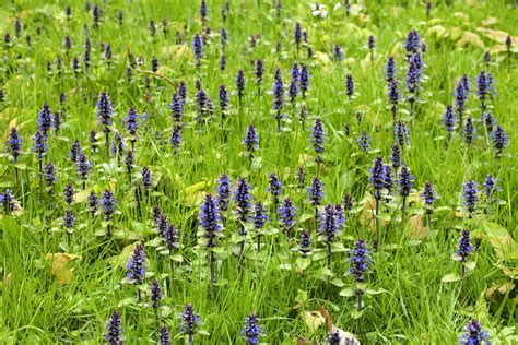 Ajuga Ground Cover: Bugleweed Plants Too Loud in a Yard