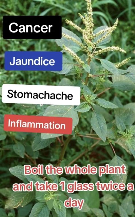 Discover the natural power of herbs for testosterone with these potent plant remedies. Boost ...