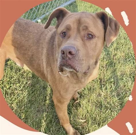 Pets Page: Bartholomew County Humane Society - The Republic News