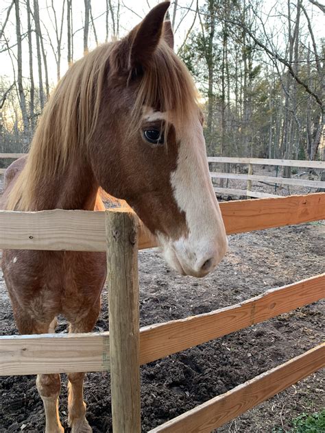 Horse With Down Syndrome
