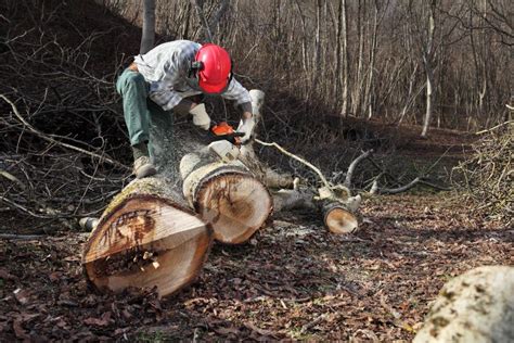 使用锯的伐木工人砍大树在秋天wea期间 库存图片. 图片 包括有 剪切, 本质, 手工, 盔甲, 链子 - 108781435