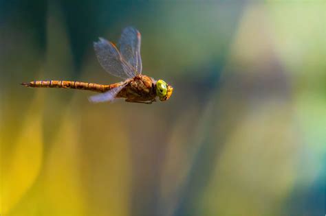 Image result for Insects Help Us How