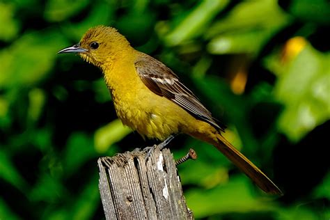 Hooded Oriole — Santa Clara Valley Bird Alliance