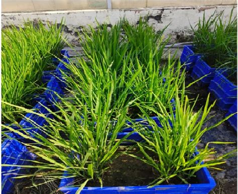 Genome Editing Tools