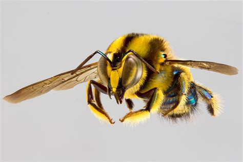 A photographic guide to Australia's bees - Australian Geographic