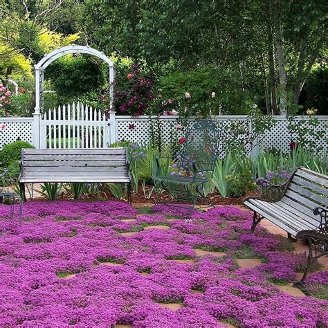 Creeping Thyme Ground Cover | Garden Bloom Seed Company