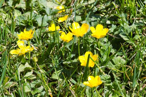 Weeds With Yellow Flowers (Common Lawn Weed Guide) - Lawn Phix