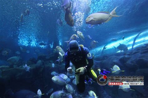 悠蓝潜水课程套餐 - 中国·上海 悠蓝国际潜水俱乐部