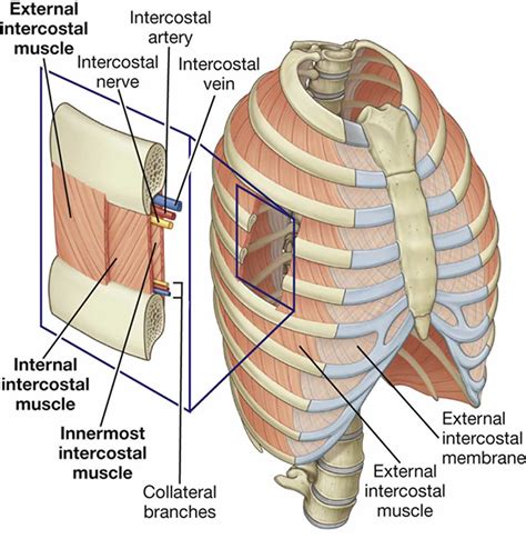Healing Intercostal Muscle Strain