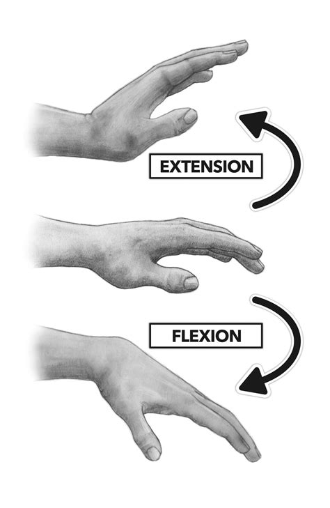 Image result for Extension Muscle Movement