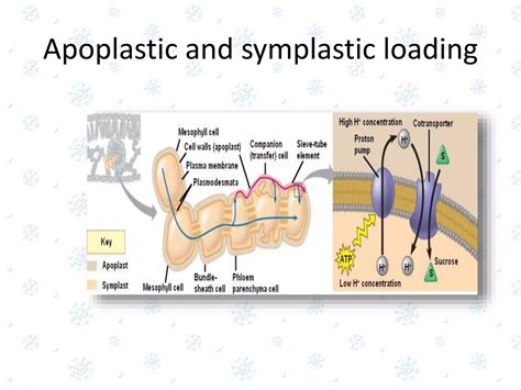 Phloem Loading a Level 的图像结果