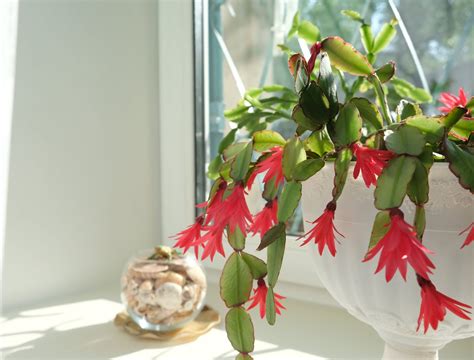 How to Get Your Christmas Cactus to Bloom