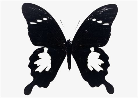 条纹黑蝴蝶图片