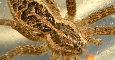 Largest spiders in the Midwest actually go fishing