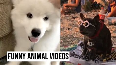 Animal Bloopers Compilation 的图像结果