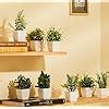 amazon basics Artificial Plants with Pot| Multi Variety | Durable ...