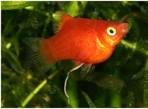 Fische Kleinanzeigen | Fische Annoncen | Fische Inserate | Fische ...