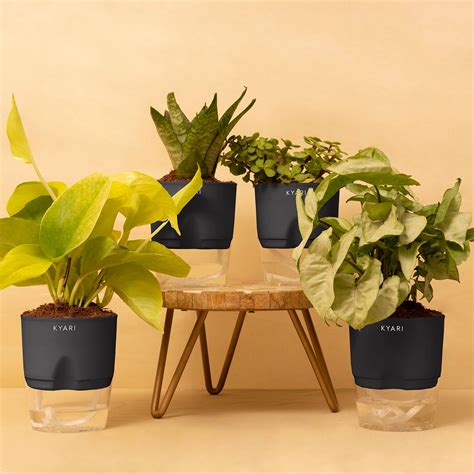 KYARI Combo of Syngonium Pixie White, Golden Money Pothos, Sansevieria ...