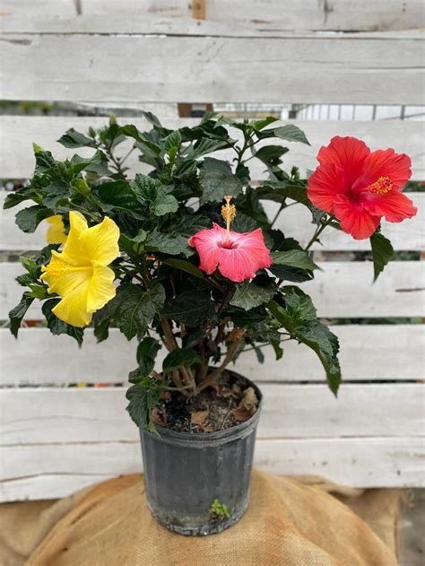 3 in 1 Hibiscus Flower Seed Balls - Just Throw & Grow – Bamboo Leaf Nursery