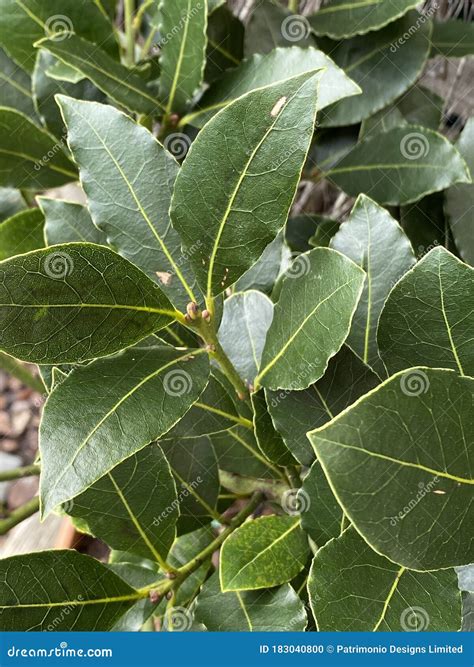 Photo of Laurus Nobilis or Bay Leaf Plant Stock Photo - Image of shrub ...
