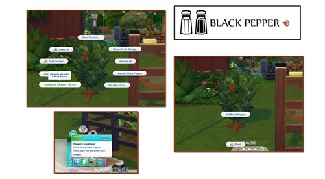 HARVESTABLE BLACK PEPPER – icemunmun
