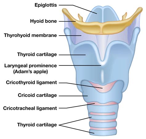 Larynx Anatomy Labeled at Leo Brodbeck blog