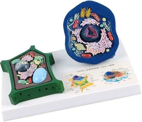 Animal And Plant Cell Comparison Models Animal Cell Models Plant ...