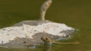 Silent Observer: Snake Emerges from the River