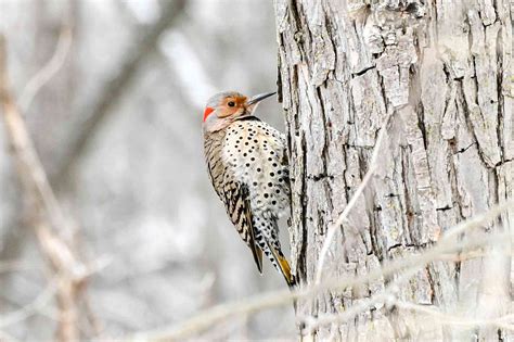Northern Flicker Woodpecker