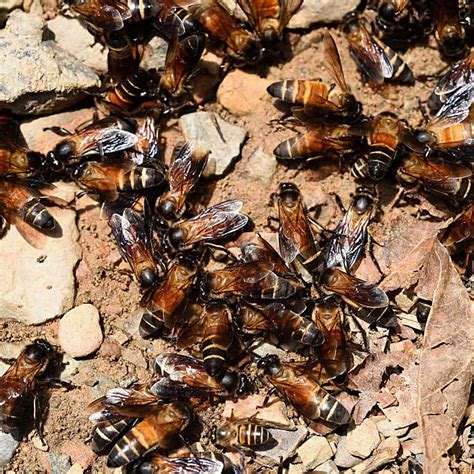 Honey Bee Nest In Ground