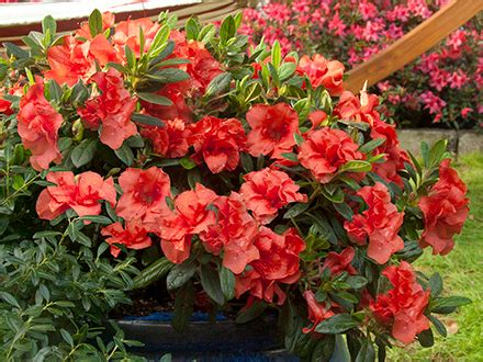 Autumn Embers Azalea 的图像结果