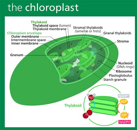 Chloroplasts work to convert light energy of the sun into sugars that can be used by cells ...