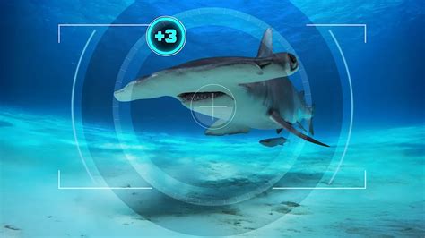 How Sharks Live: Survival Secrets Under The Deep Blue