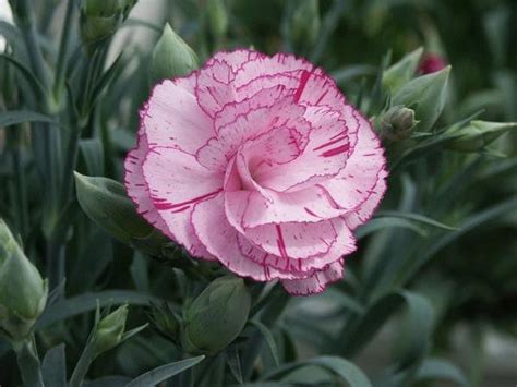 What is your birth flower!– Bloomsvilla