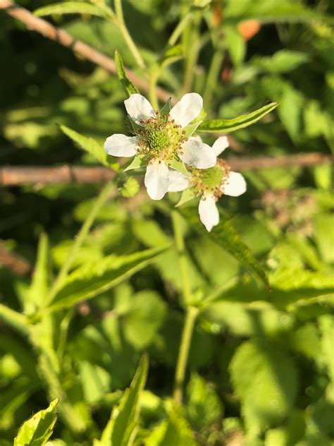 Wisconsin Wildflower | White Avens | Geum canadense