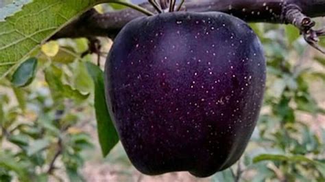 Black Apple: ಕಪ್ಪು ಸೇಬು: ಇದು ಆರೋಗ್ಯಕ್ಕೆ ಎಷ್ಟು ಒಳ್ಳೆಯದು ಗೊತ್ತಾ ...